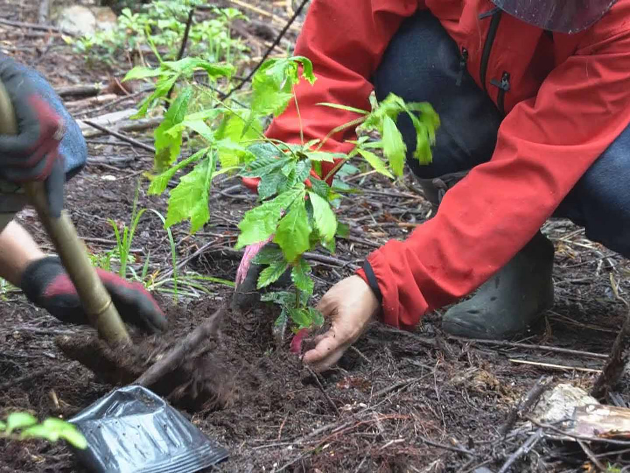 針葉樹の森林を少しずつ広葉樹林に変えていこうと、岐阜県加茂郡八百津町で「１００年...