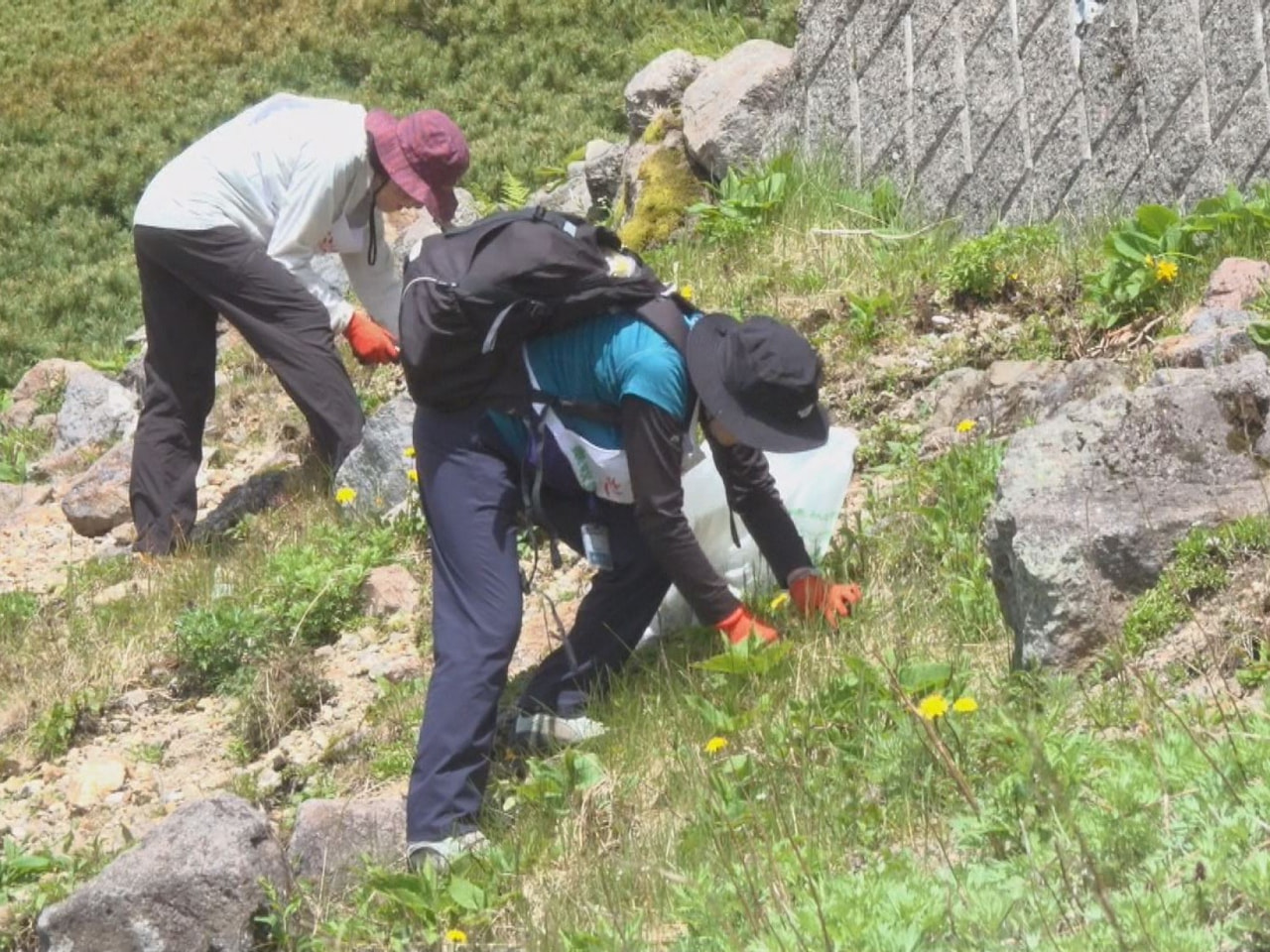 乗鞍岳の貴重な高山植物を外来植物のセイヨウタンポポから守ろうと、標高２７０２メー...