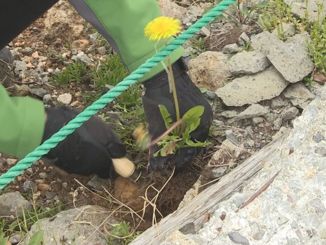 乗鞍岳の貴重な高山植物を、外来植物の「セイヨウタンポポ」から守ろうと、標高270...