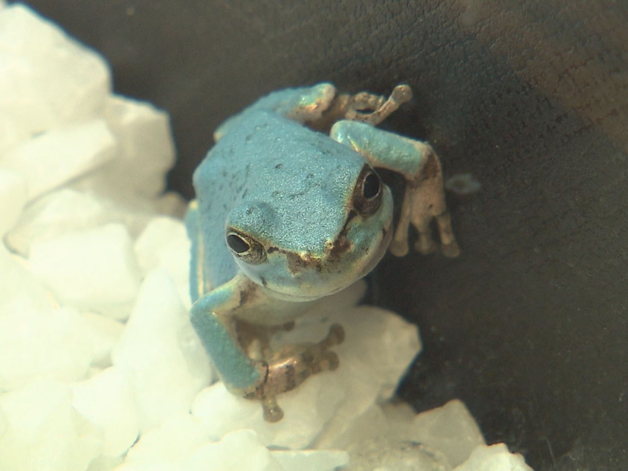 各務原市にある世界最大級の淡水魚水族館アクア・トトぎふで変わった色のカエルを紹介...
