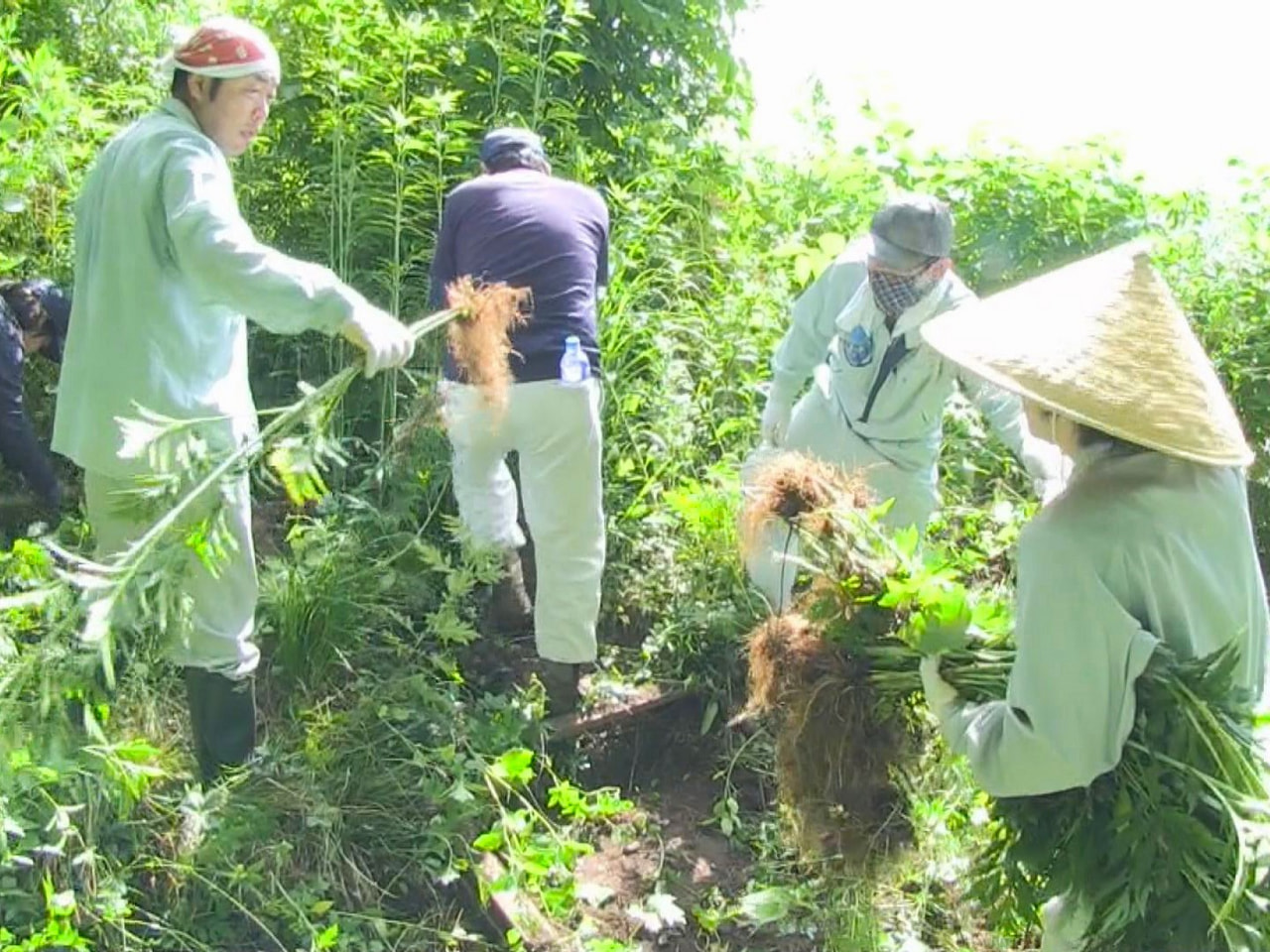 飛騨市内に広く分布する特定外来生物「オオハンゴンソウ」を駆除するボランティア活動...
