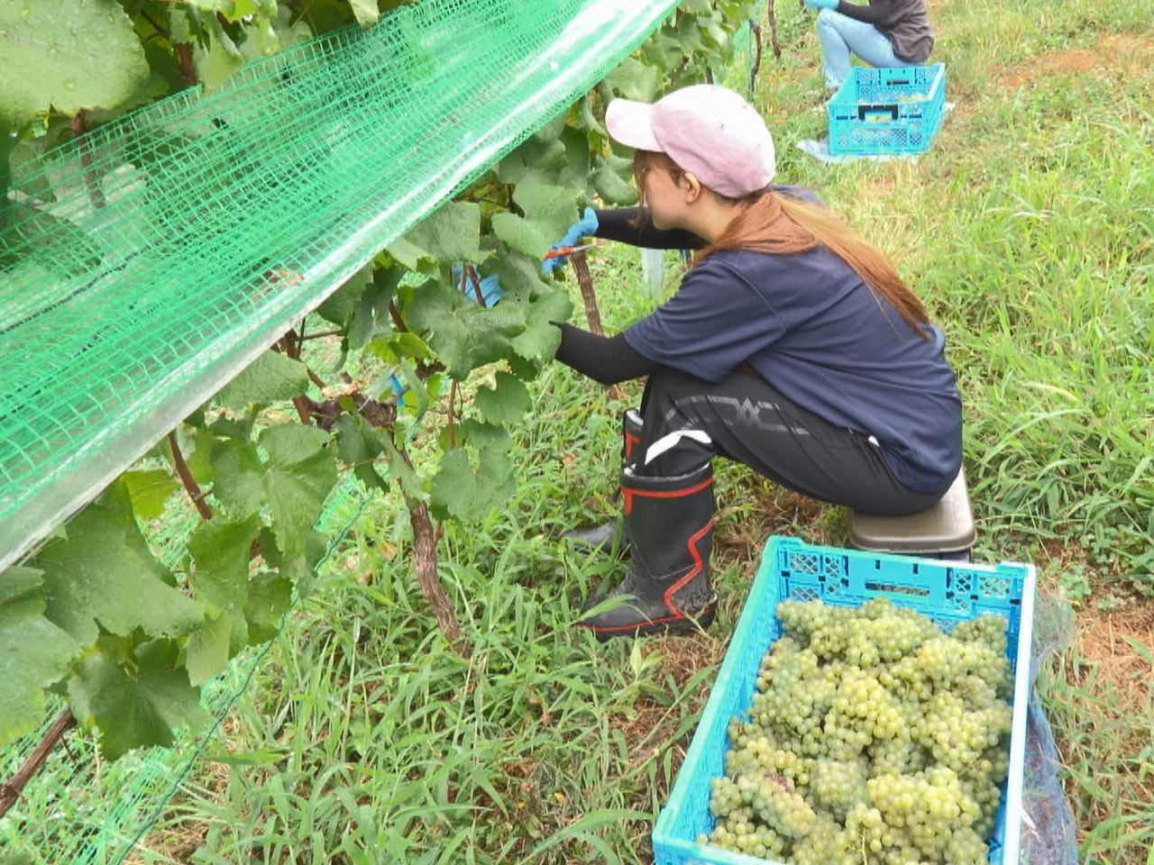 揖斐郡池田町で、産学連携してオリジナルワインを作り特産化を目指す『Ｇｉｆｕ Ｗｉ...