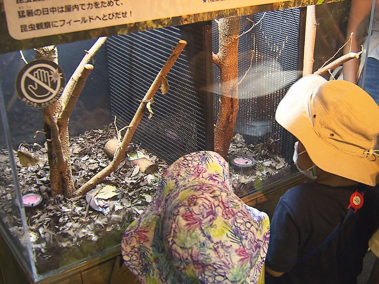 各務原市の水族館で、カブトムシやクワガタムシが展示され、夏休み中の子どもたちの人...