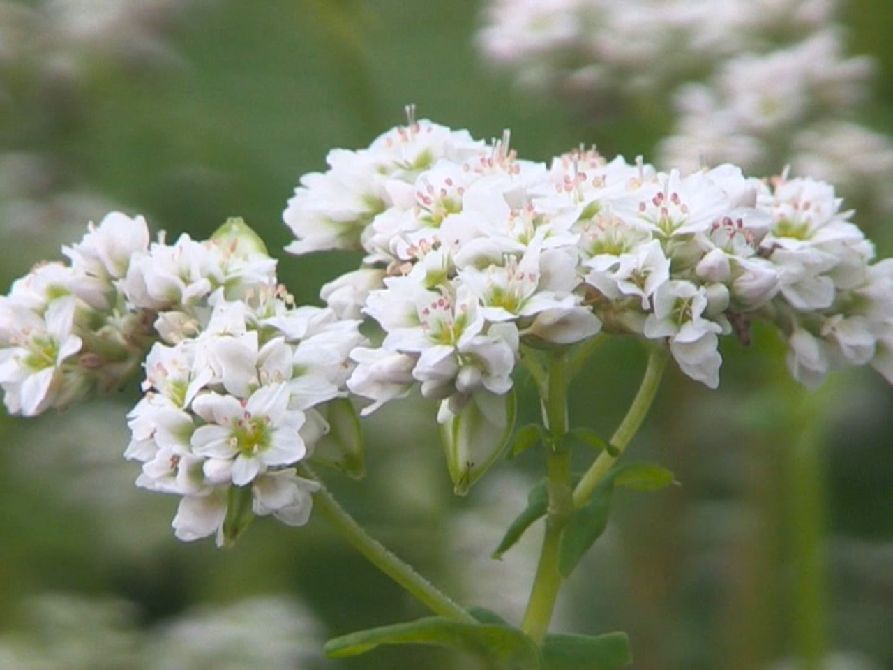高山市荘川町でソバの花が見ごろを迎え、畑一面に真っ白な風景が広がっています。 高...
