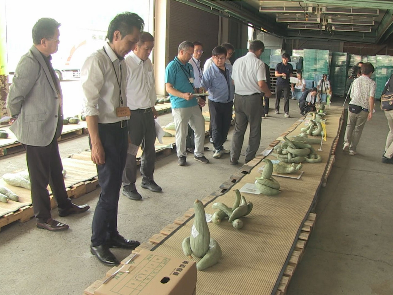 高山市で長細い形のカボチャ「宿儺かぼちゃ」の品評会が行われました。 宿儺かぼちゃ...