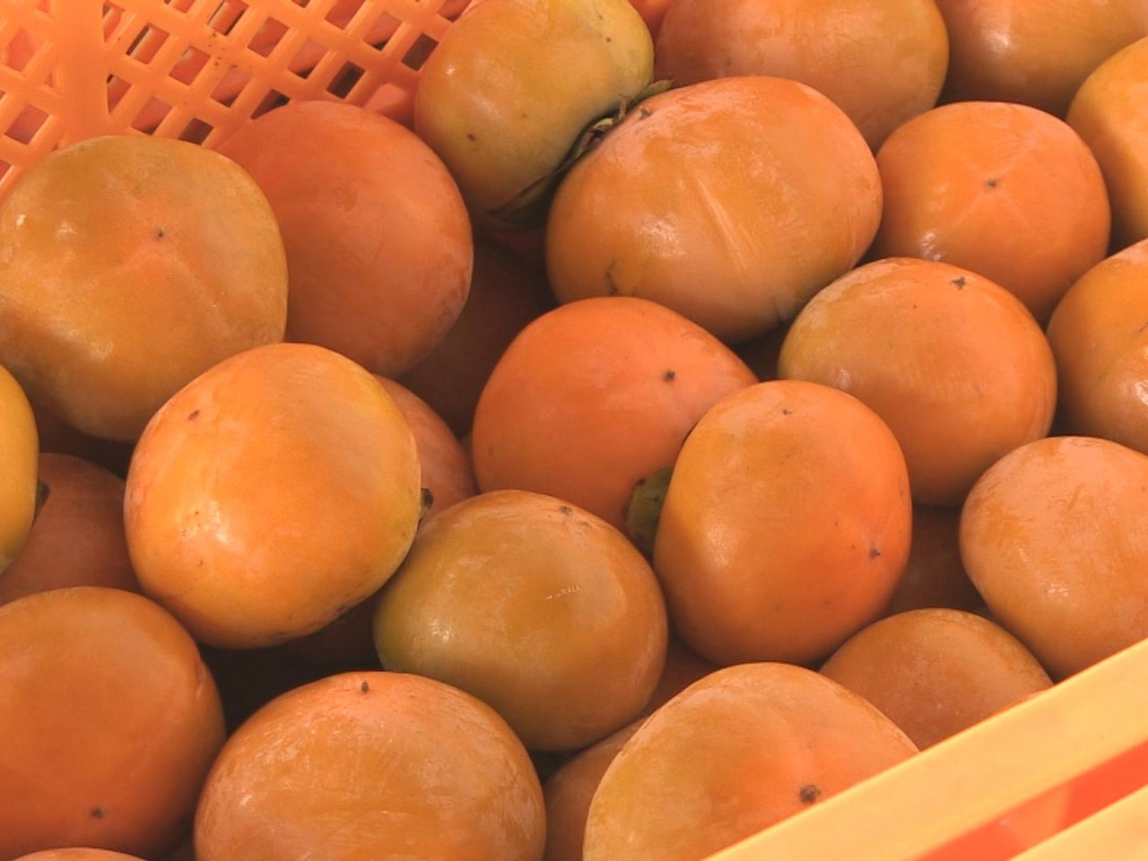 高級干し柿「堂上蜂屋柿」の生産が最盛期 岐阜県美濃加茂市 最高級品は