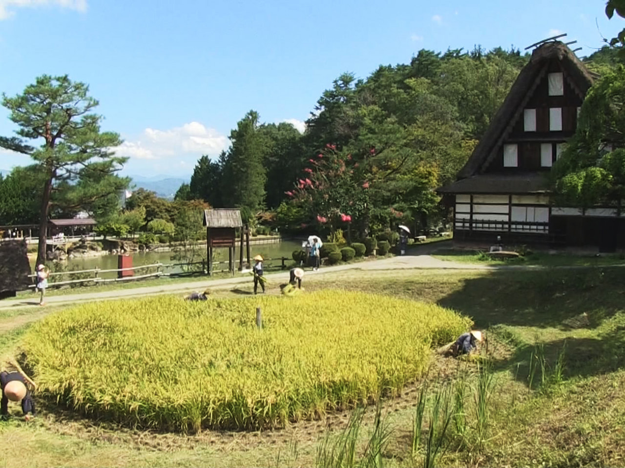 高山市の観光施設で17日、稲を車輪のように丸く植えた田んぼ「車田」の稲刈りが行わ...