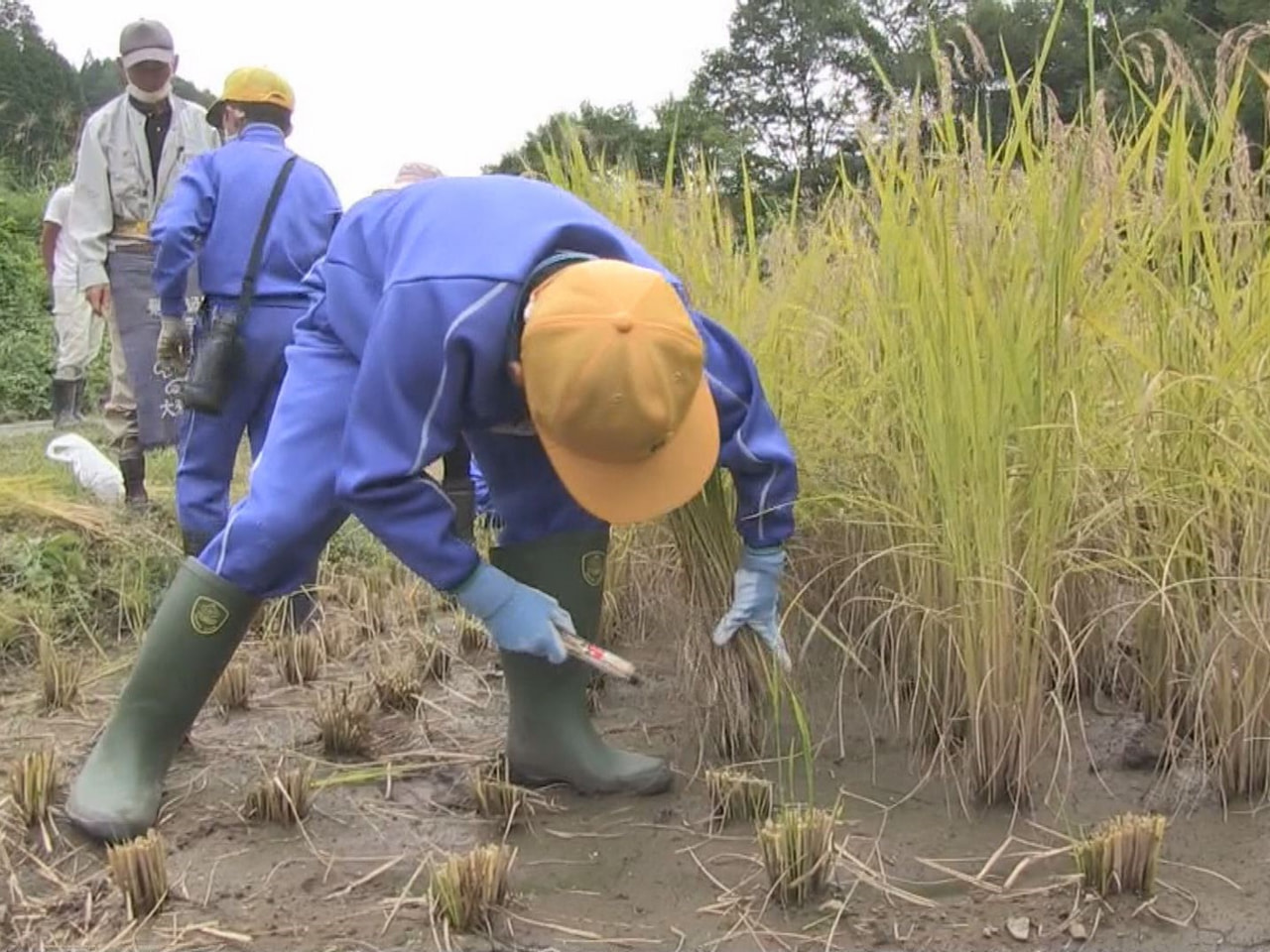 乗鞍岳に連なる標高約800メートルの山あいに残る高山市滝町の棚田で、地元の小学生...
