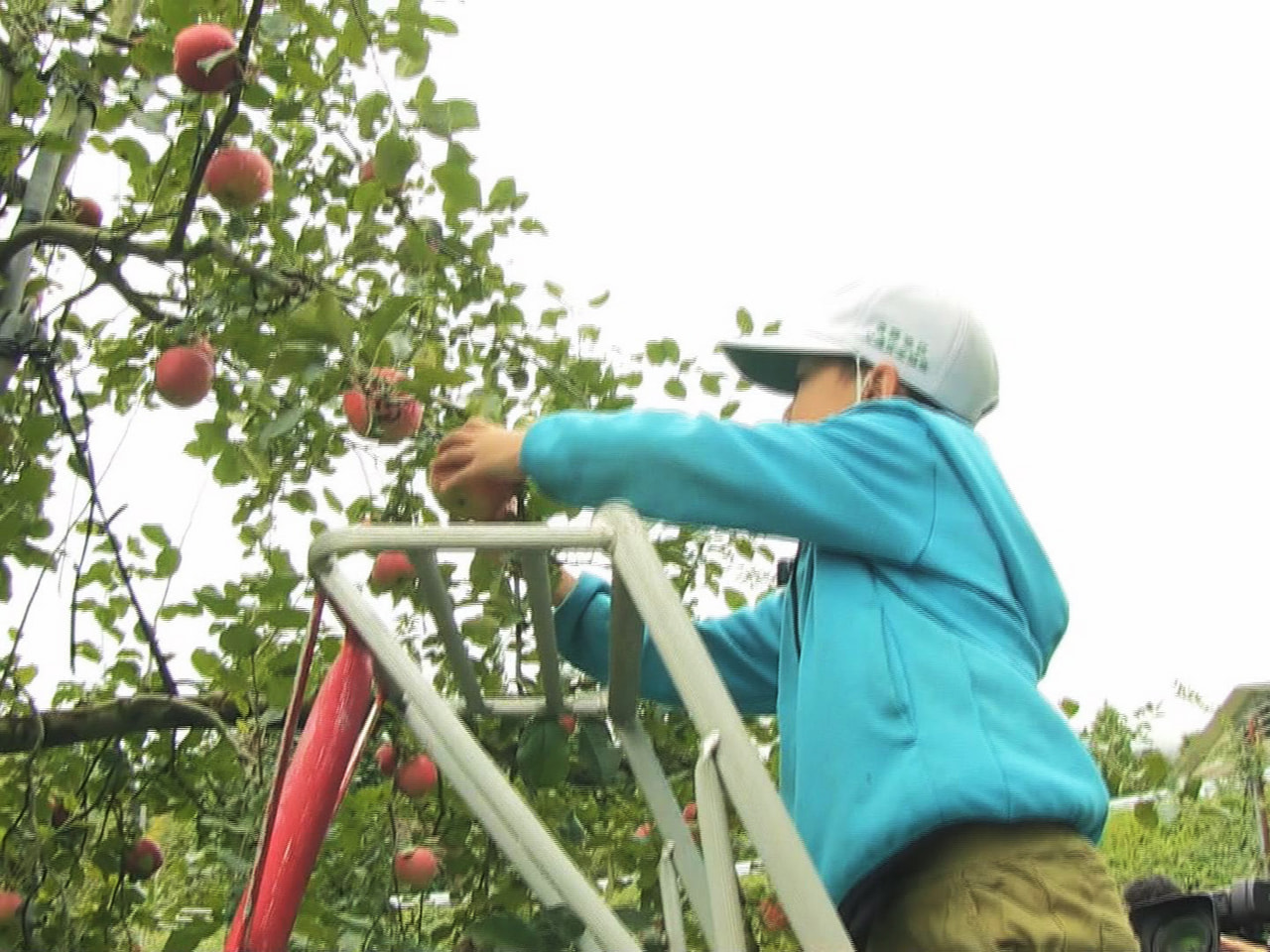 岐阜県飛騨市の果樹園で４日、地元の小学生が真っ赤に色づいたリンゴの収穫体験をしま...