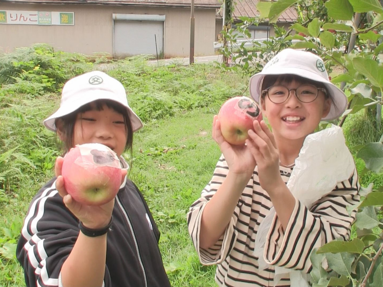 飛騨市の小学生が地元の果樹園で真っ赤に色づいたリンゴの収穫体験をしました。 飛騨...