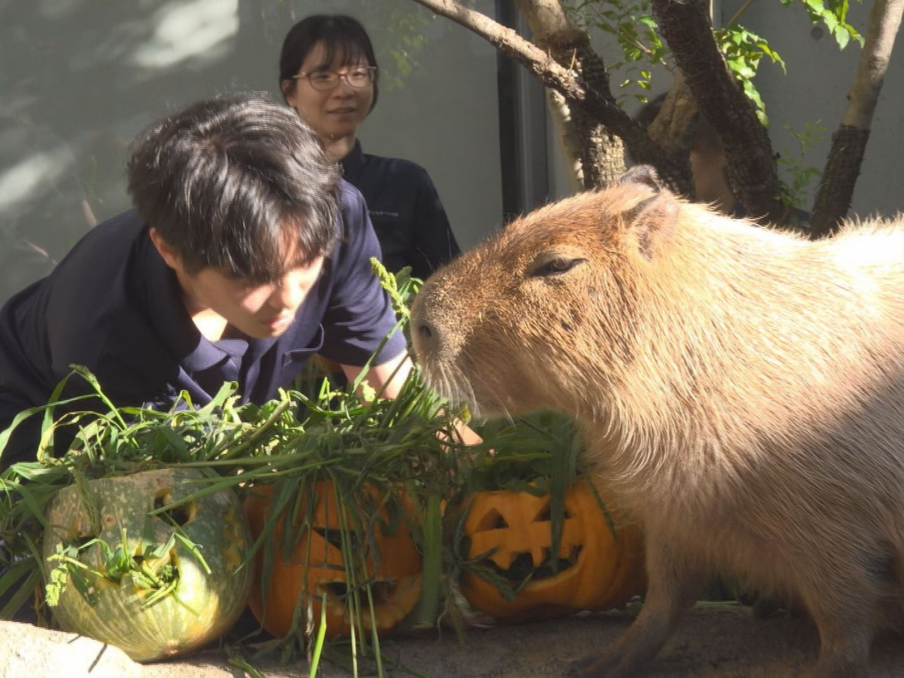 各務原市の水族館で、高校生が中身をくりぬいて餌をつめたカボチャをカピバラにプレゼ...
