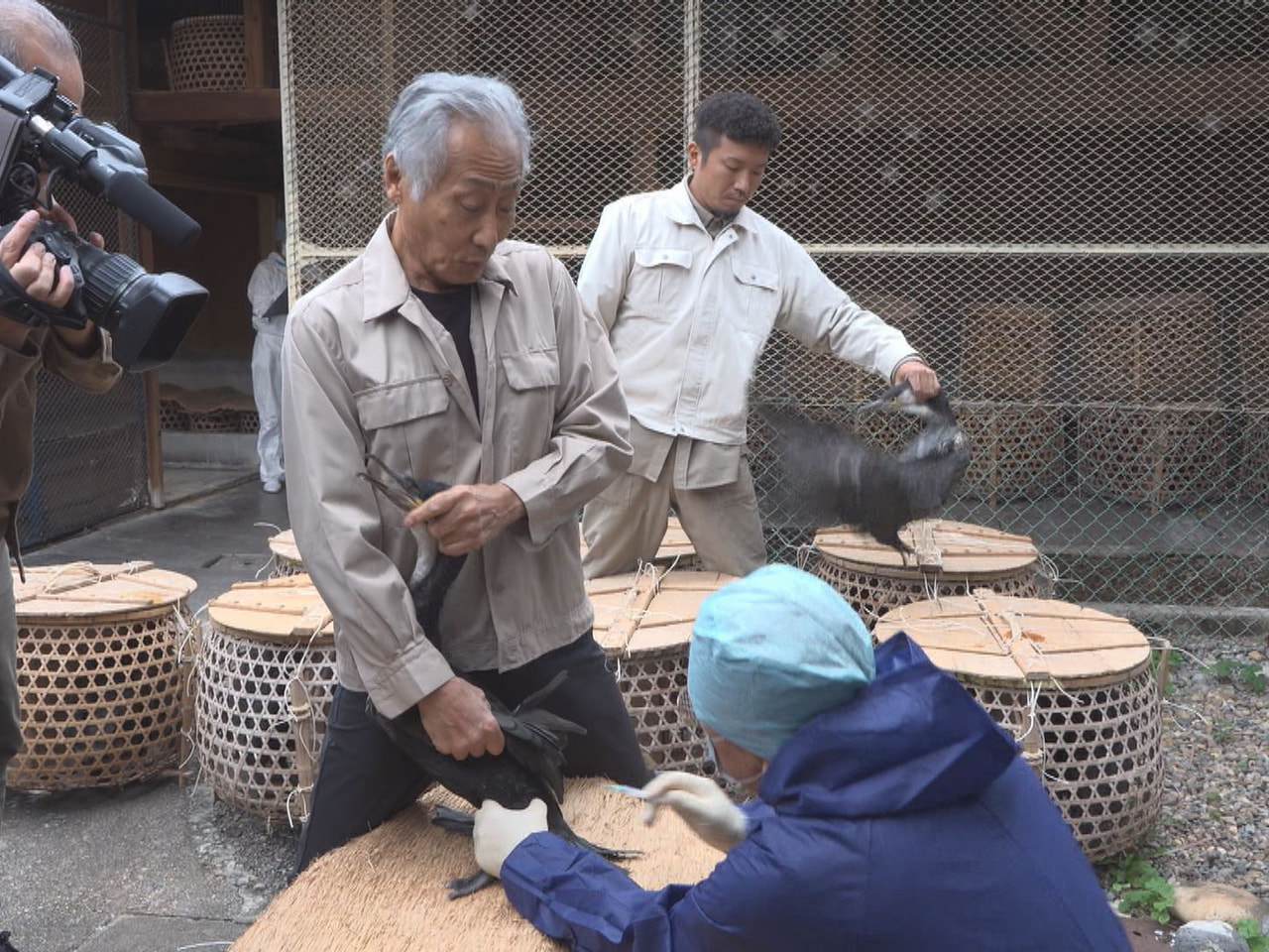 来シーズンに向けて羽を休めます。今月１５日に閉幕した岐阜市の長良川鵜飼で活躍した...