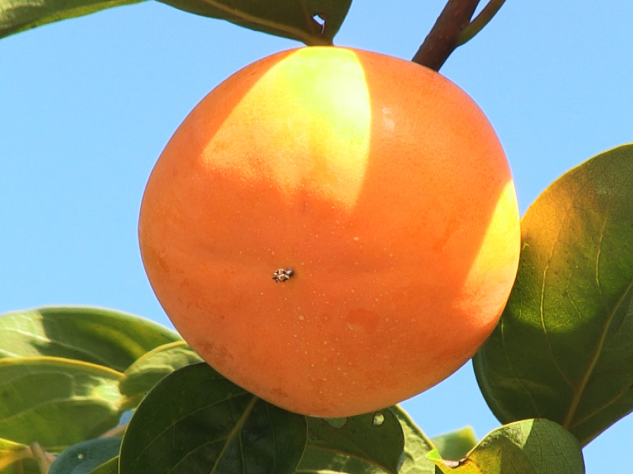 岐阜県岐阜市の畑で、収穫を間近に控えた特産の「富有柿」が盗まれたことがわかりまし...