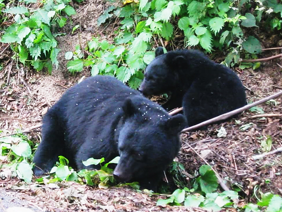 25日昼ごろ、高山市の焼岳で、登山中の男性がクマに襲われ、手にけがをして病院に搬...