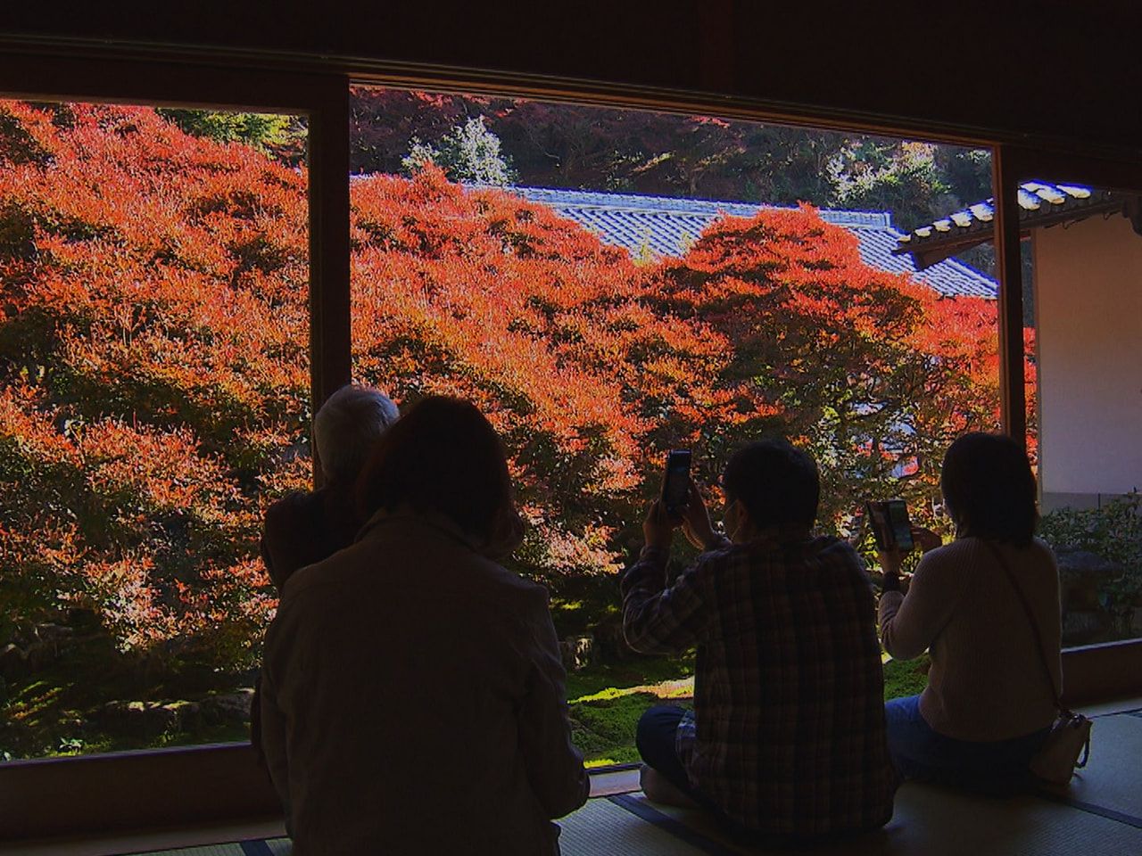 「だるま観音」として知られる岐阜市の大龍寺で、ドウダンツツジの紅葉が見ごろを迎え...