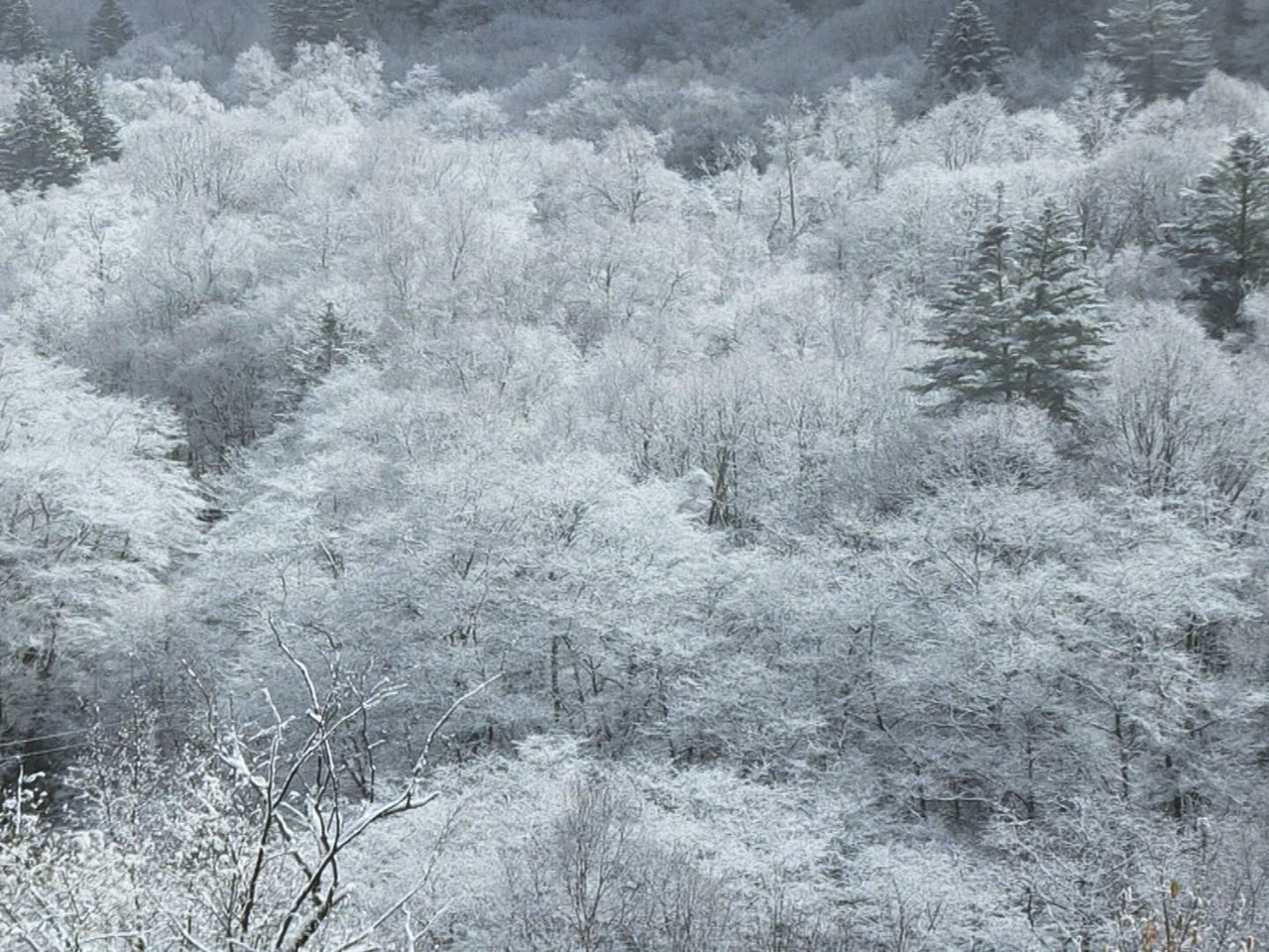 寒気の影響で、高山市の奥飛騨温泉郷では今シーズン初めて雪が降り、１６日朝は山の木...