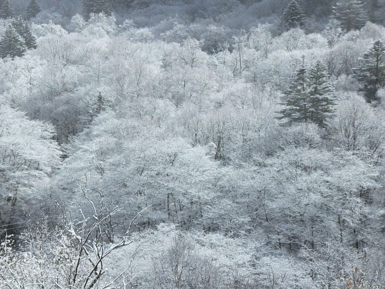 寒気の影響で、高山市の奥飛騨温泉郷では今シーズン初めて雪が降り、16日朝は山の木...