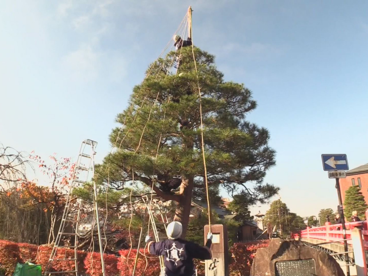 本格的な雪のシーズンを前に、冬の風物詩「松の雪吊り」作業が１７日、高山市で始まり...