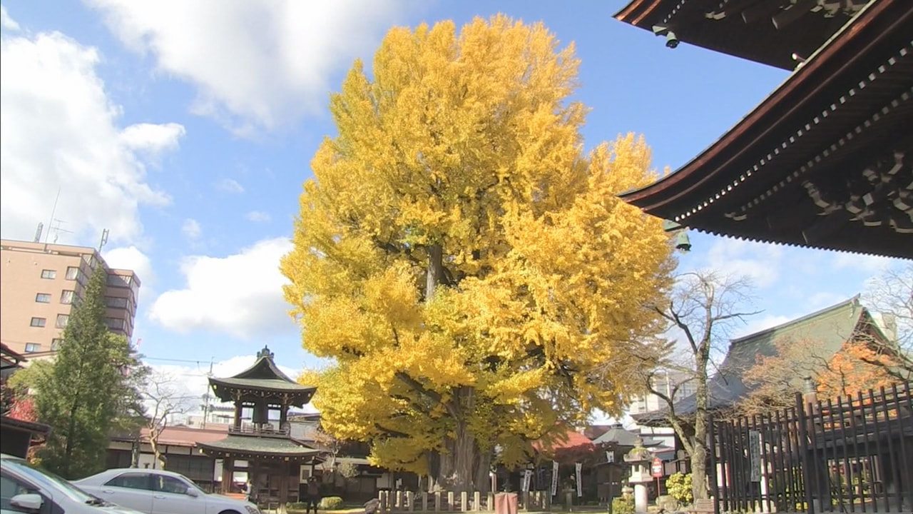 岐阜県高山市の飛騨国分寺で、国の天然記念物の大イチョウが黄色く色づき、見頃となっ...