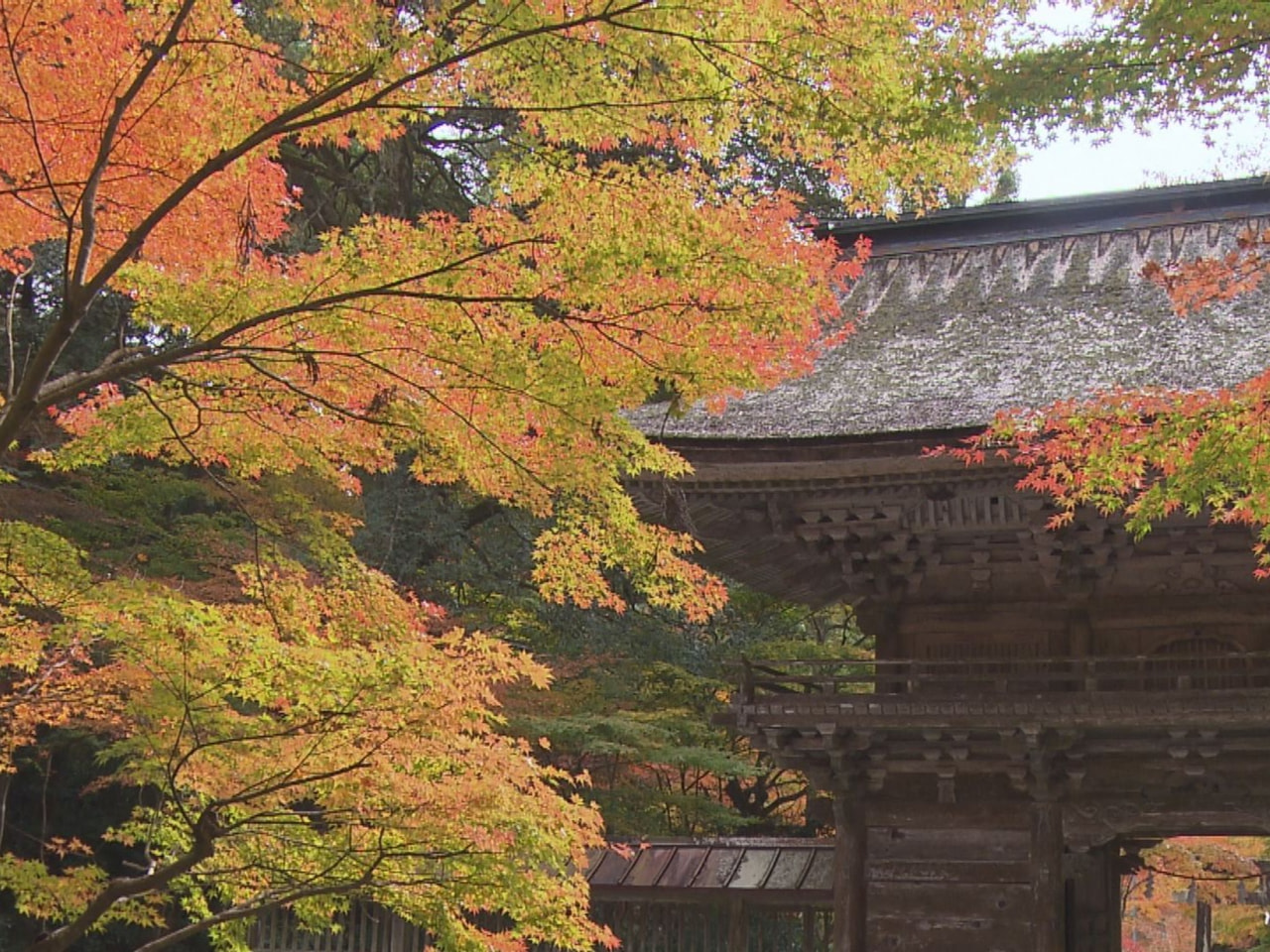 日に日に秋が深まり、岐阜県内各地で紅葉が見ごろを迎えていますが、名所の一つ、美濃...