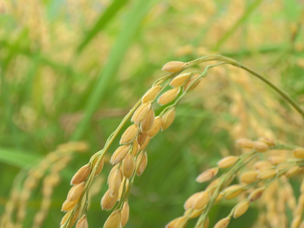 東海３県でのことしのコメの予想収穫量は、作付面積が増えたことと作柄も良好であるこ...