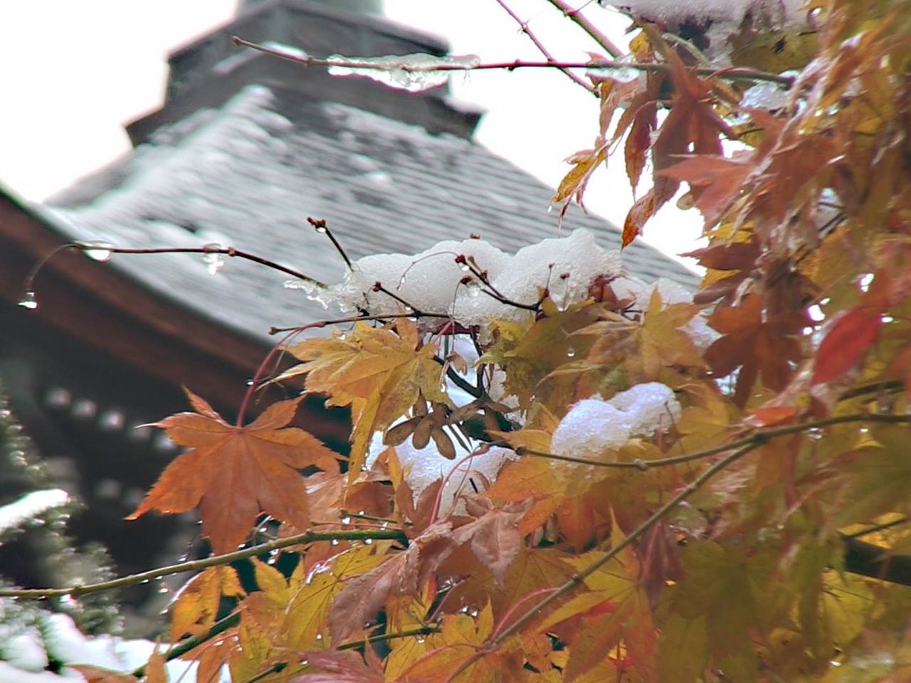高山市の中心市街地では19日朝、18日夜から19日未明にかけての雪が、建物の屋根...