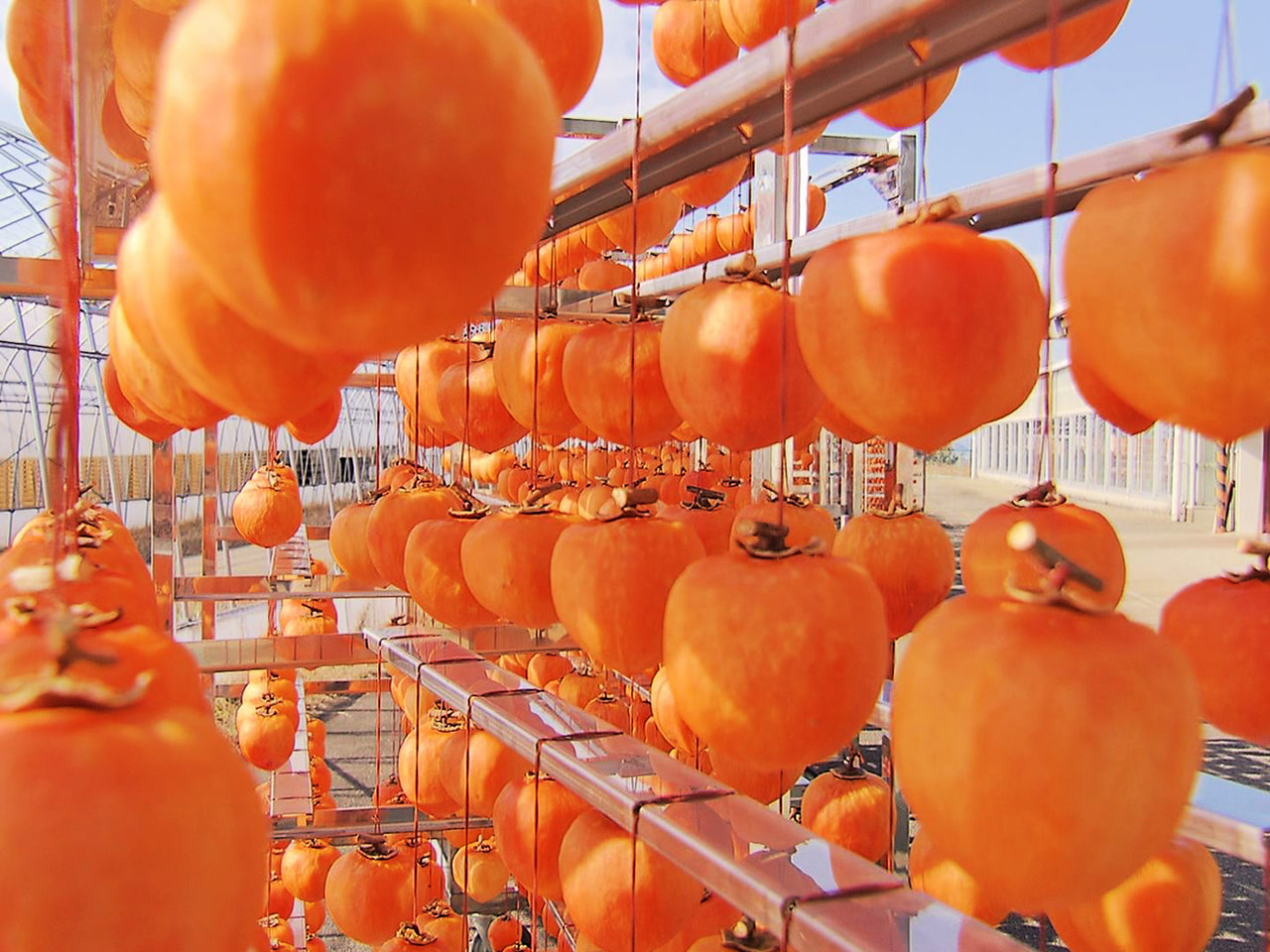 岐阜県美濃加茂市特産の高級干し柿「堂上蜂屋柿」の生産が最盛期を迎えています。 「...