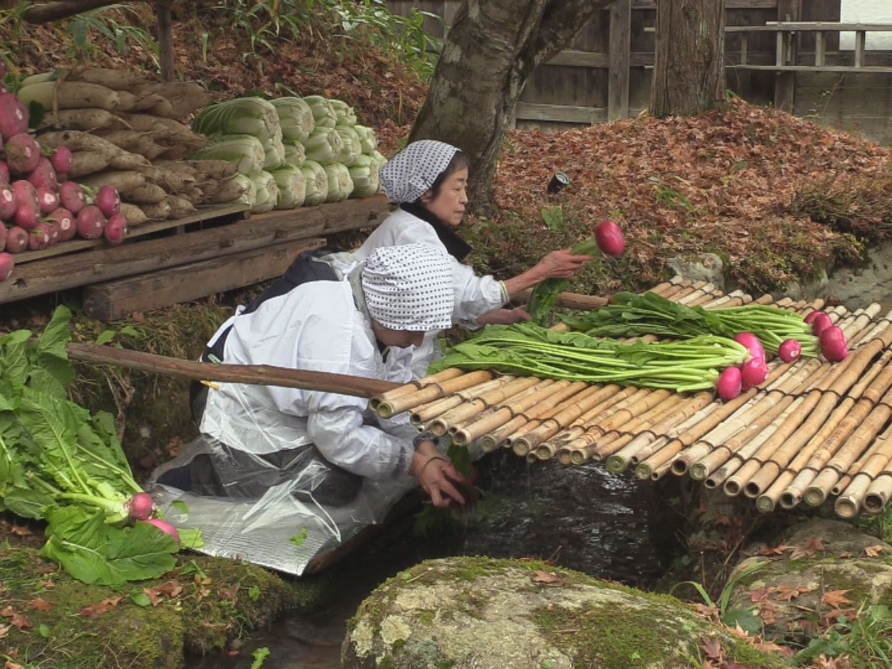 飛騨地方の長い冬に備える漬物づくり「菜洗い」の実演が高山市の「飛騨の里」で行われ...