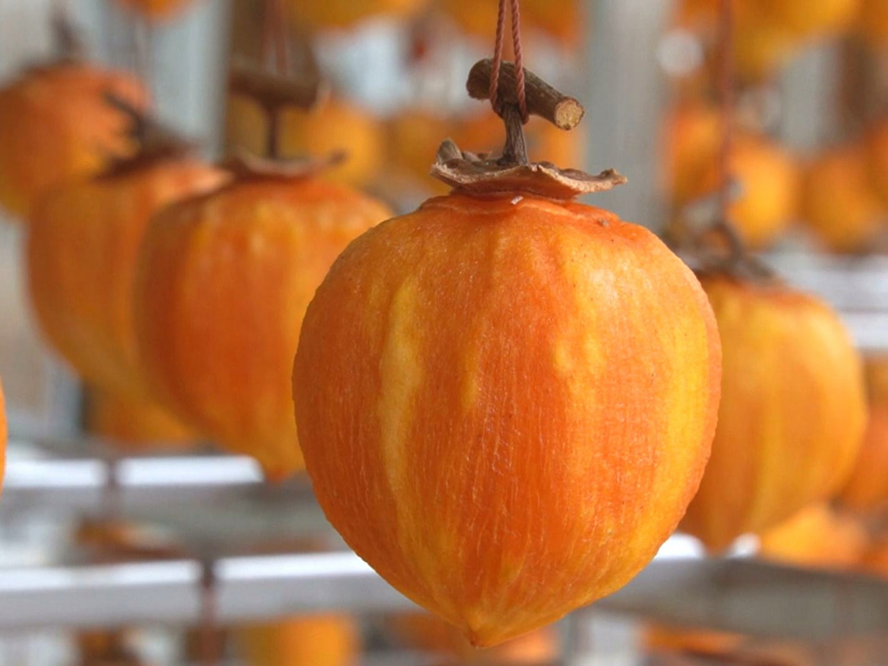 美濃加茂市特産の高級干し柿「堂上蜂屋柿」の生産が最盛期を迎えています。 堂上蜂屋...