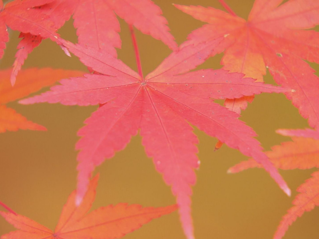 秋晴れに恵まれた３連休、県内各地の紅葉スポットは観光客らでにぎわいました。 この...
