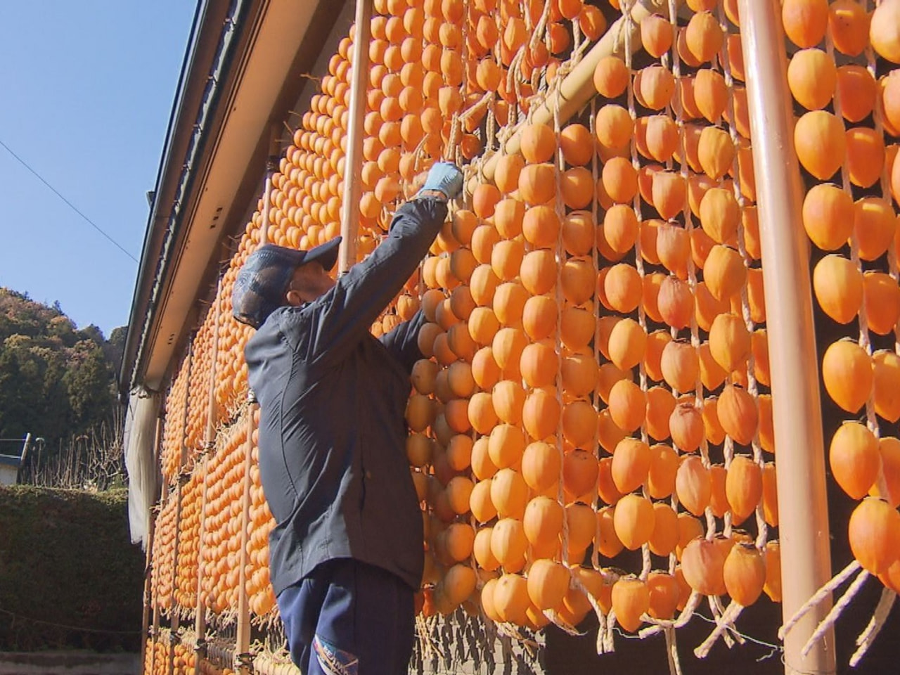 山県市伊自良地区の晩秋の風物詩「伊自良連柿」づくりが最盛期を迎え、すだれのように...