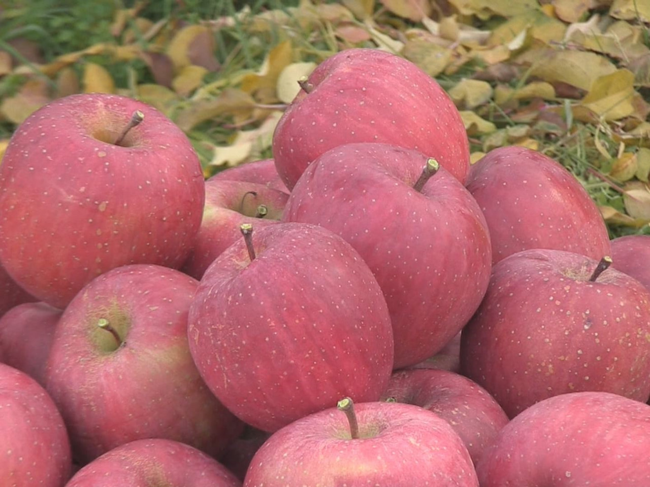 岐阜県飛騨地域の秋を代表する果物、飛騨りんごの「サンふじ」の収穫が、高山市の果樹...