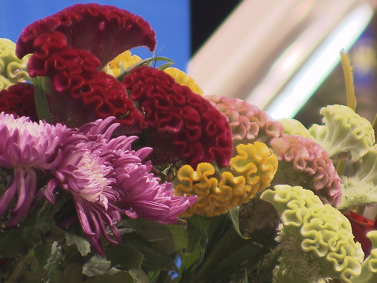 全国から選ばれた高校が生け花の腕前を競う「高校生花いけバトル 全国選抜大会」が、...