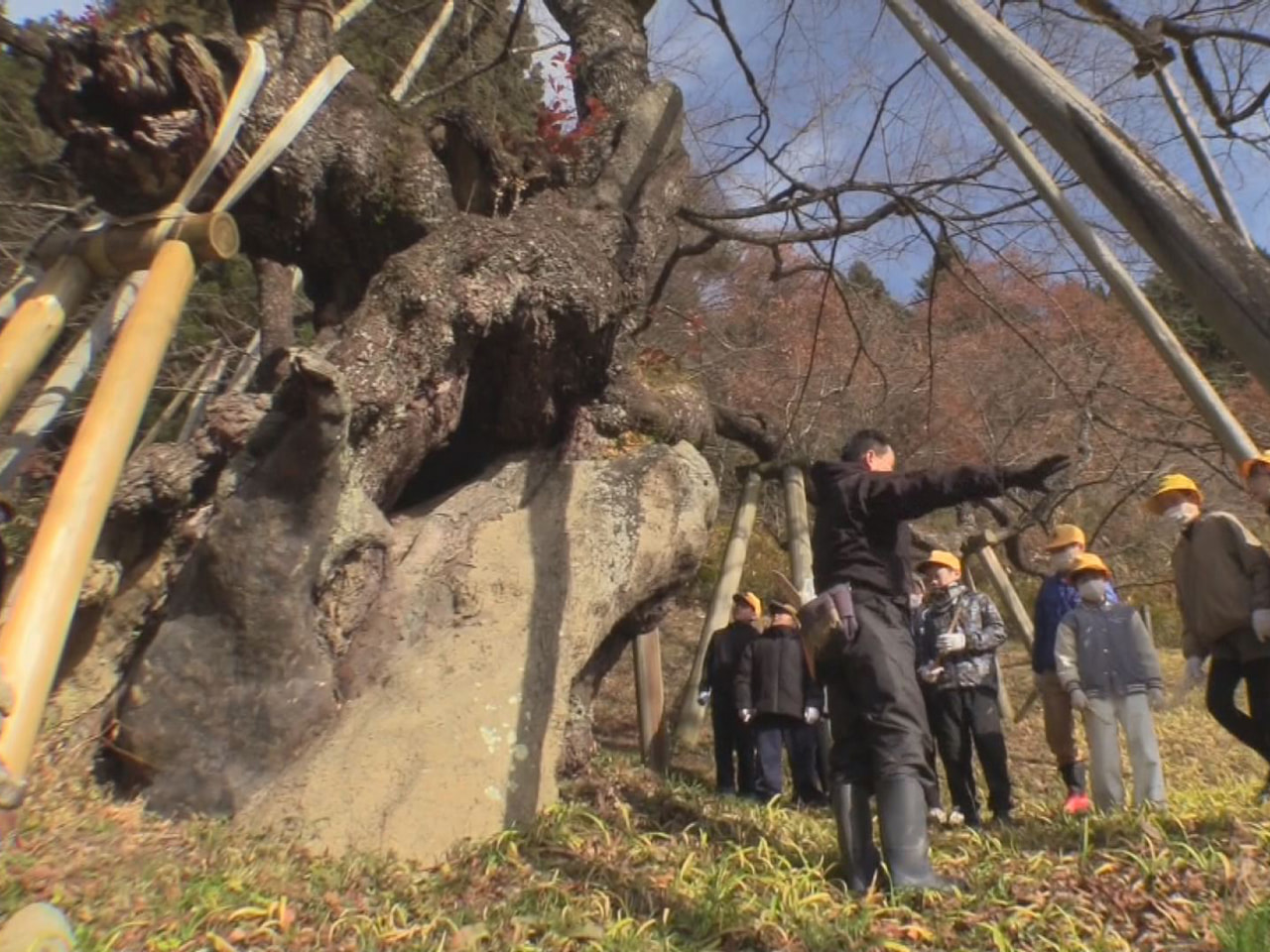 高山市一之宮町の国天然記念物「臥龍桜」を守り伝えようと地元の児童が２日、郷土学習...