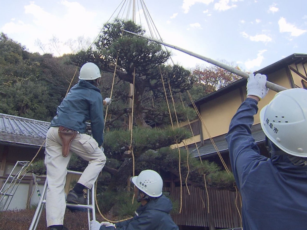 本格的な雪のシーズンを前に、冬の風物詩「松の雪吊り」作業が１２日、岐阜市の岐阜公...