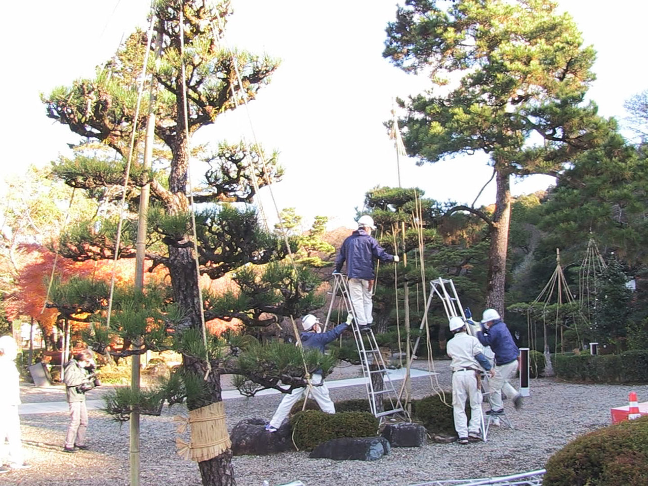 岐阜市の岐阜公園で14日、松の雪つり作業が行われ、本格的な冬の訪れに向け準備を整...