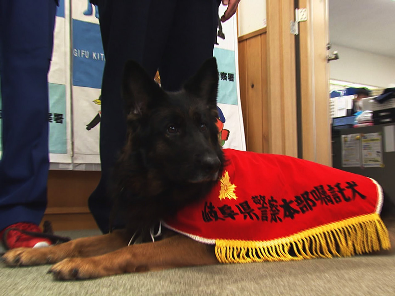 未明の岐阜市で行方不明だった高齢男性を発見した警察犬に19日、岐阜北警察署から感...