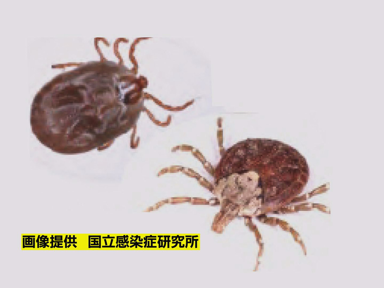 岐阜市は20日、市内に住む80代の男性が、マダニが媒介する日本紅斑熱に感染し死亡...