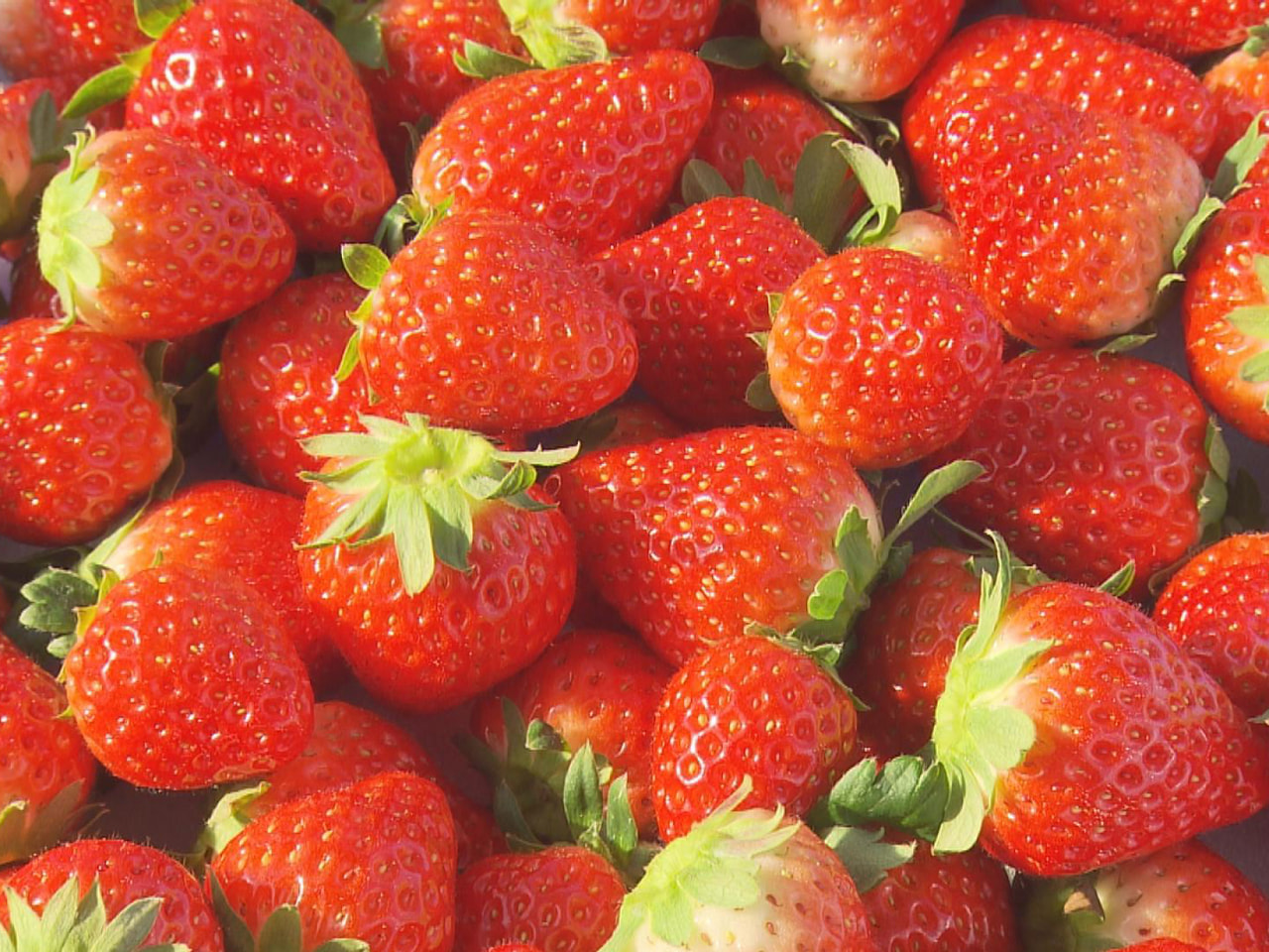 クリスマスシーズンを前に岐阜のブランドイチゴが真っ赤に実りました。県内屈指の生産...