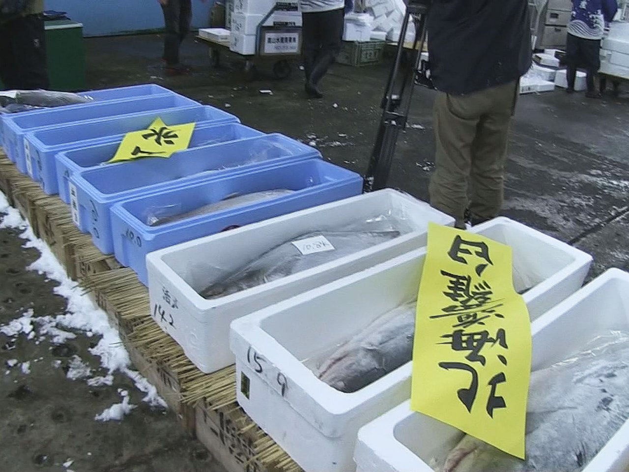 岐阜県飛騨地域の年末恒例「塩ブリ」の競り市が、高山市で開かれました。 飛騨地域で...