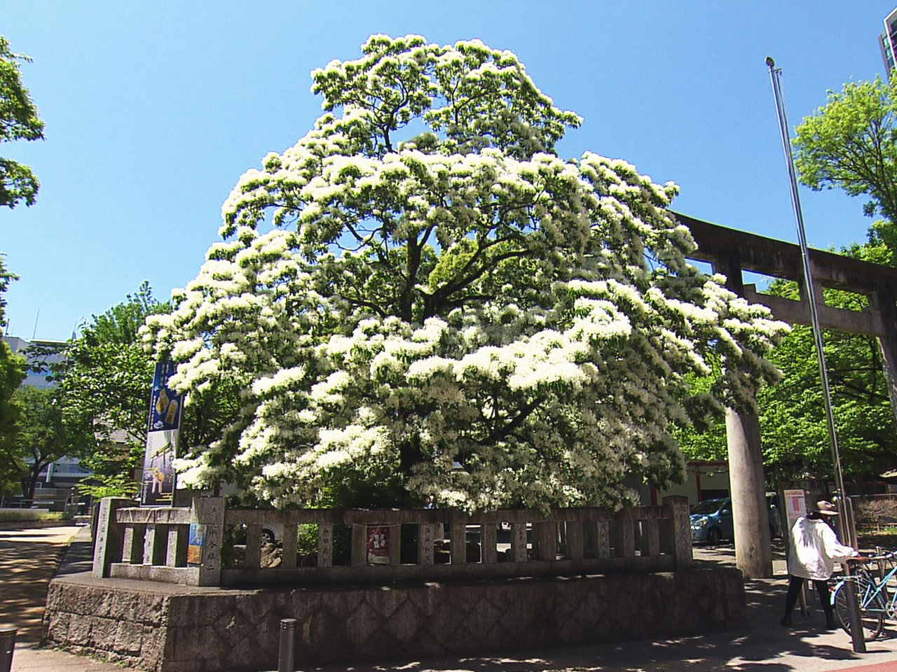 まるで雪をかぶったように白い花を咲かせるヒトツバタゴが、岐阜市金町の金神社で見ご...