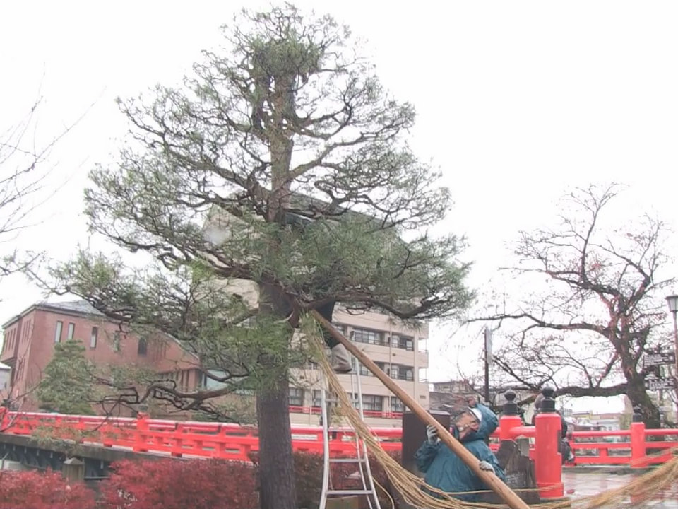 本格的な雪のシーズンを前に高山市では20日から、「松の雪吊(つ)り」作業が始まり...