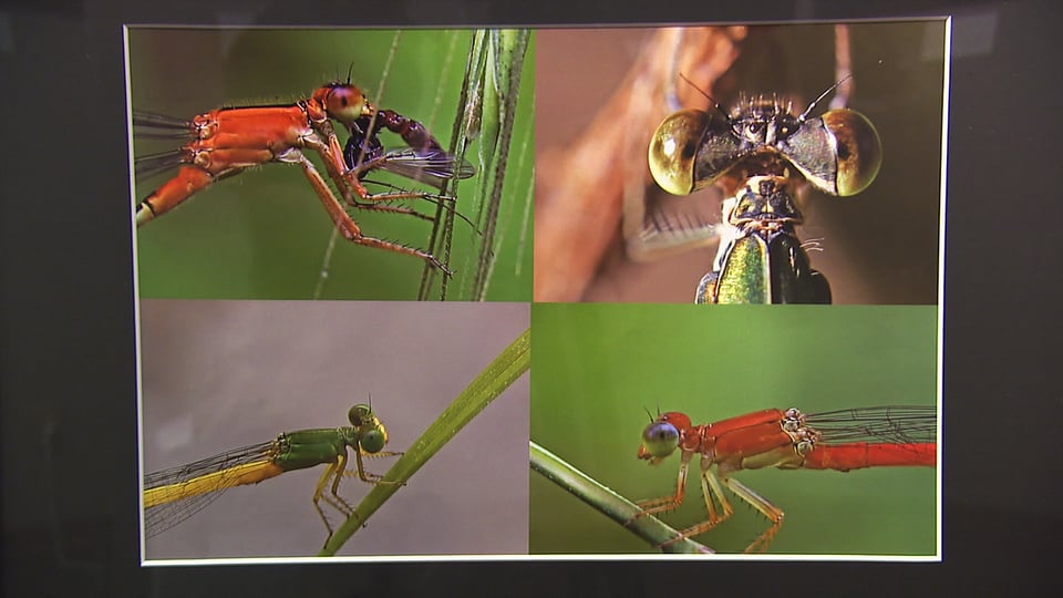環境問題考えるきっかけに トンボ天国 の企画展 岐阜県笠松町 ニュース ぎふチャン 岐阜放送公式サイト