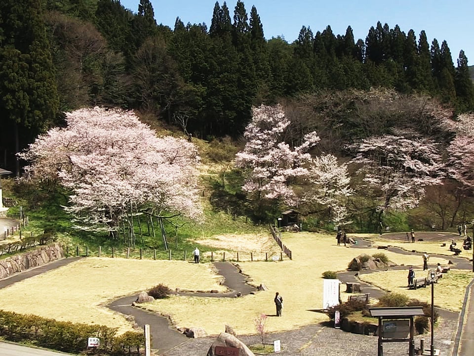 高山市で 臥龍桜 見頃 国の天然記念物 ニュース ぎふチャン 岐阜放送公式サイト 高山市で 臥龍桜 見頃 国の天然記念物 ニュース ぎふチャン 岐阜放送公式サイト
