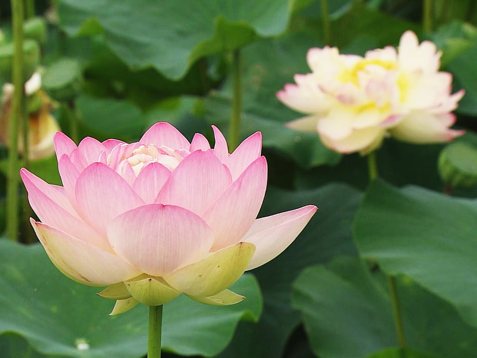 鮮やかなピンク色 ハスの花が見頃 岐阜県大垣市 ニュース ぎふチャン 岐阜放送公式サイト 鮮やかなピンク色 ハスの花が見頃 岐阜県大垣市 ニュース ぎふチャン 岐阜放送公式サイト