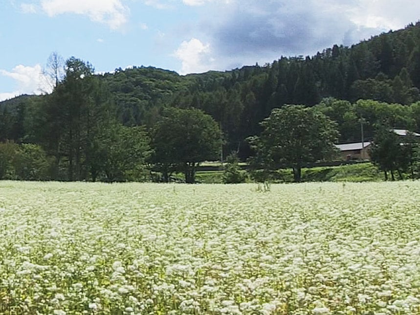 荘川そば の産地でソバの花見ごろ 岐阜県高山市 ニュース ぎふチャン 岐阜放送公式サイト