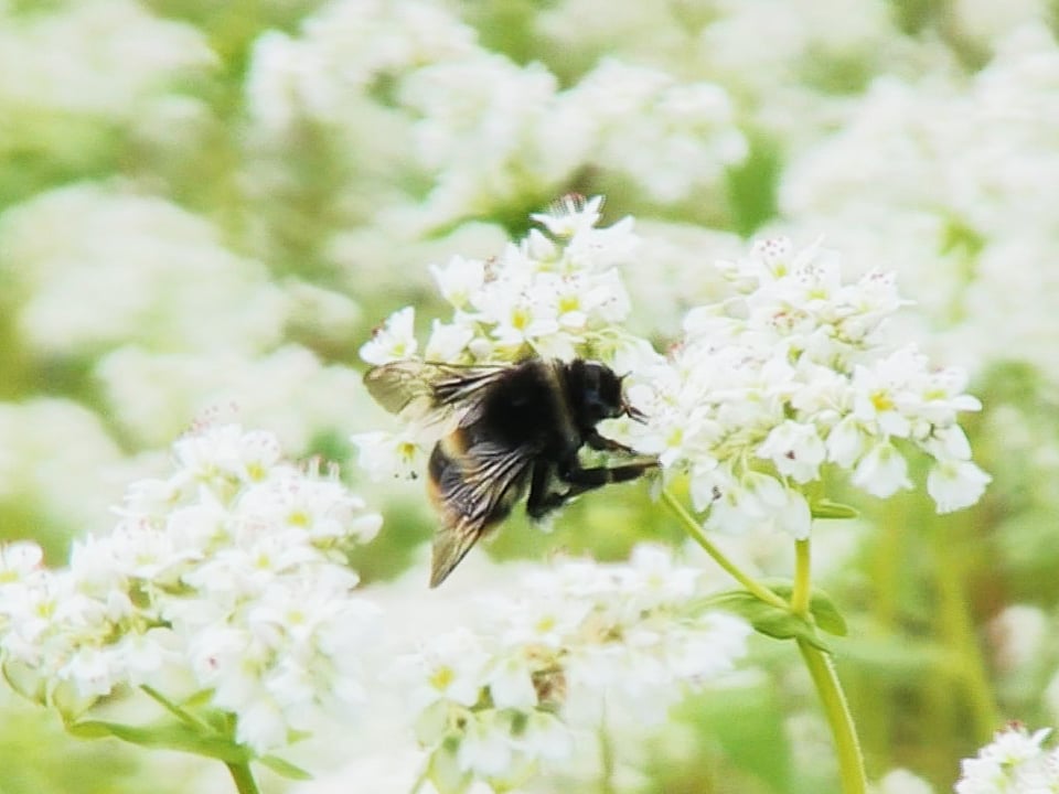 荘川そば の産地でソバの花見ごろ 岐阜県高山市 ニュース ぎふチャン 岐阜放送公式サイト