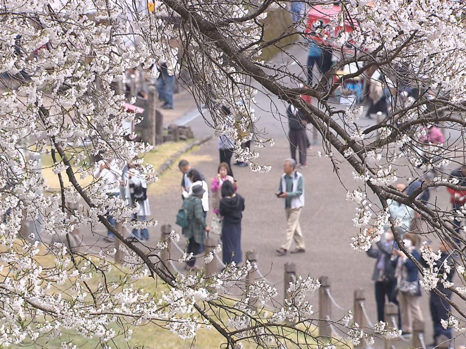 春の訪れを告げる 樹齢1500年超の「淡墨桜」が満開 本巣市