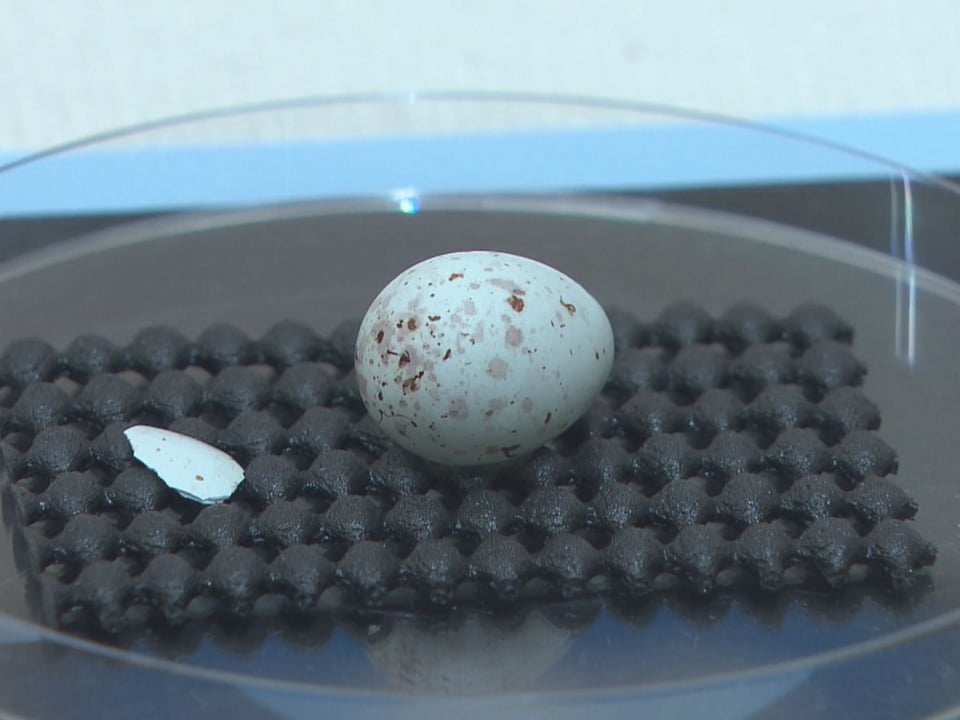 岐阜県博物館で企画展「鳥の卵のひみつ」 鳥類の生態楽しく学ぶ