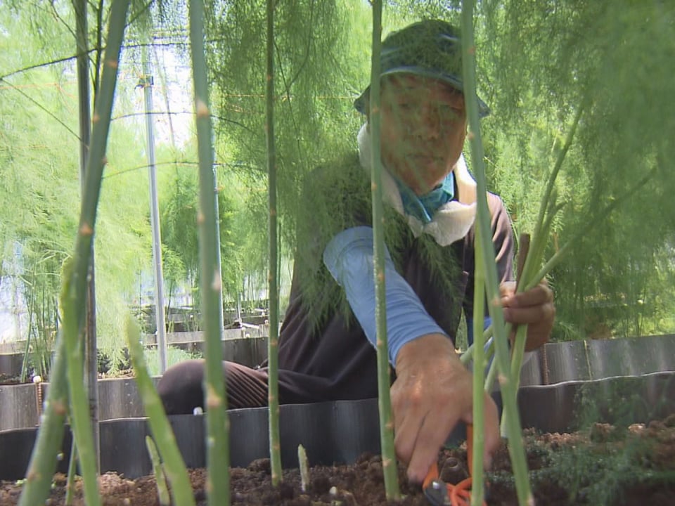 羽島アスパラガス収穫最盛期 シャキッと食感の夏芽 岐阜県羽島市